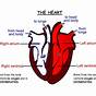 Human Heart Diagram Easy