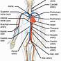 Circulatory System For Grade 5