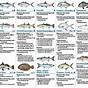 South Florida Fish Chart