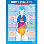 Chart Of The Body Organs