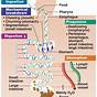 Digestive System Flow Chart Diagram