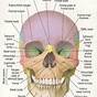 All The Bones In The Human Skull