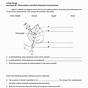 Comparing Cellular Respiration And Photosynthesis Worksheet