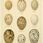 Wisconsin Bird Egg Identification Chart