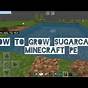 How Tall Can Sugarcane Grow Minecraft