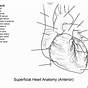 The Heart Diagram Worksheets