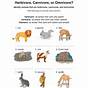 Herbivores Omnivores Carnivores...oh My Worksheet Answer Key