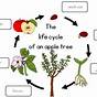 Tree Of Life Worksheet