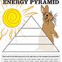 Energy Pyramid Worksheet 4th Grade