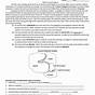 Enzyme Activity Worksheet