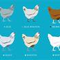 Identification Ameraucana Chicken Color Chart