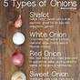 Types Of Onions Chart