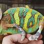 Female Veiled Chameleon Colors