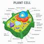 Label Diagram Of Plant Cell