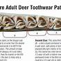 Deer Teeth Aging Chart