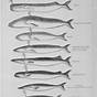 Whale Tail Identification Chart