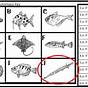 Fish Dichotomous Key Worksheets