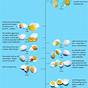 Food Color Mixing Chart For Eggs