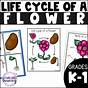 Easy Flower Life Cycle Worksheet