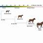 Evolution Of The Horse Worksheet