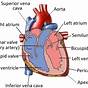 Schematic Diagram Of Heart Structure