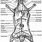 Dissected Rat Diagram