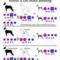 Great Dane Color Breeding Chart