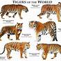 Tiger Mist Size Chart