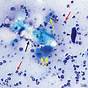 Canine Ear Cytology Images