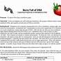 Extracting Dna From Strawberries Worksheets
