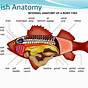 Fish Internal Anatomy Labeling Worksheet