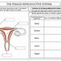 Male And Female Reproductive System Worksheet Answer Key