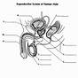 Male And Female Reproductive System Worksheets