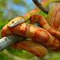 Corn Snake Feed Chart