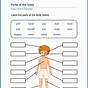 Worksheets On Human Body Systems