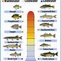 Fish Cooked Temperature Chart