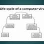 Virus Life Cycle In Computer