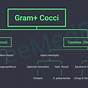 Flow Chart For Gram Positive Cocci