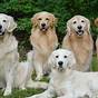 English Cream Golden Retriever Weight Chart