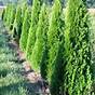 Emerald Green Arborvitae Growth Chart