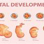 Fetal Development Worksheet Answer Key