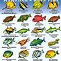 Hawaii Reef Fish Chart