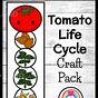 Life Cycle Of A Tomato Plant Worksheet