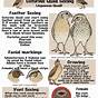 Types Of Quail Chart