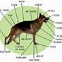 German Shepherd Age Weight Chart