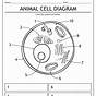 Label Plant And Animal Cell Worksheet