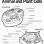 Label The Plant Cell Answer Key