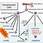 Hematopoietic Stem Cells Blood Stem Cells