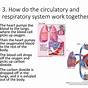 Circulatory And Respiratory System Ppt