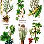 List Of Edible Plants With Pictures